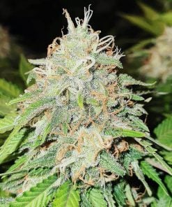 skywalker_og_strain_kush_marijuana_seeds