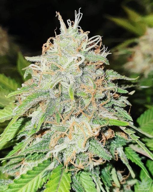 skywalker_og_strain_kush_marijuana_seeds