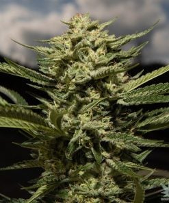 skywalker_og_strain_marijuana_seeds