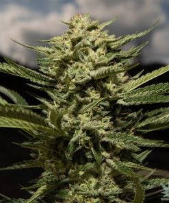 skywalker_og_cepa_marihuana_seeds