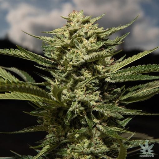 skywalker_og_strain_marijuana_seeds