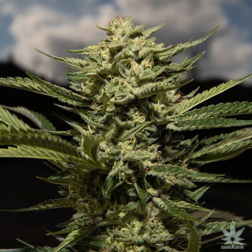 skywalker_og_cepa_marihuana_seeds