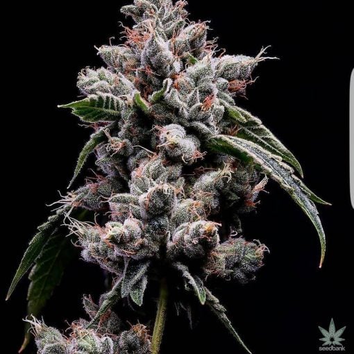 skywalker_og_strain_seeds