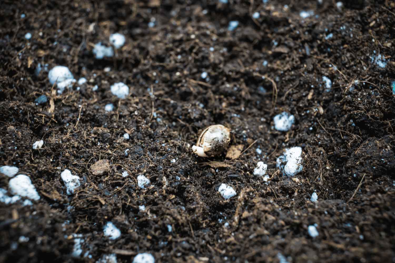 HOW TO GERMINATE CANNABIS SEEDS Seedbank Website Banner 7 Seedbank Website Banner 7