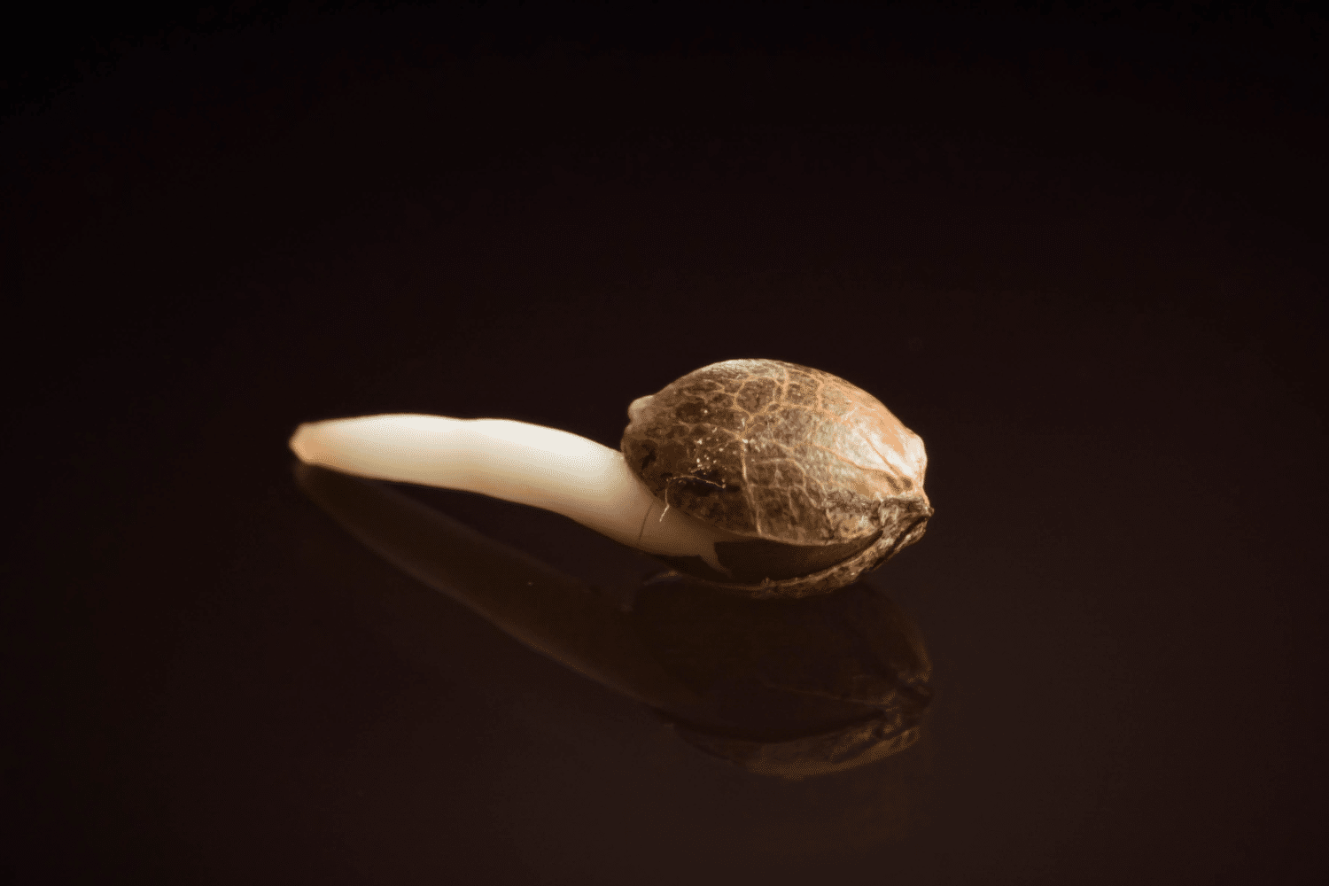HOW TO GERMINATE CANNABIS SEEDS Seedbank Website Banner Cannabis seed Seedbank Website Banner Cannabis seed