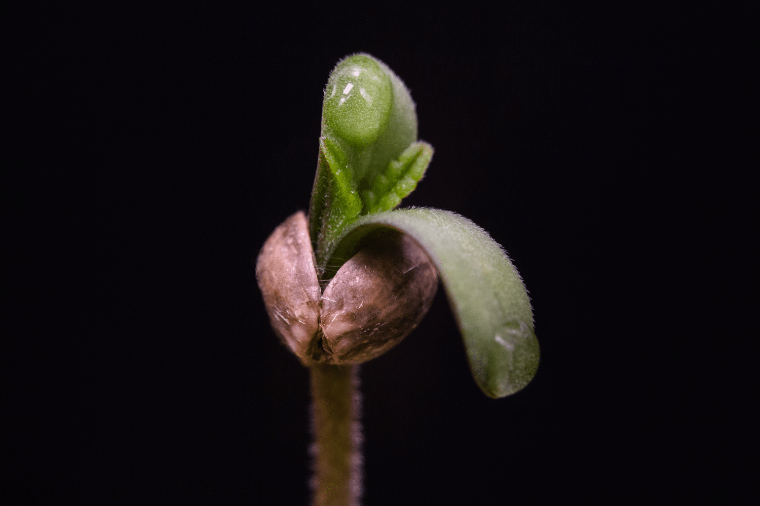 HOW TO GERMINATE CANNABIS SEEDS Seedbank Website Banner Germinating Cannabis Seed Seedbank Website Banner Germinating Cannabis Seed