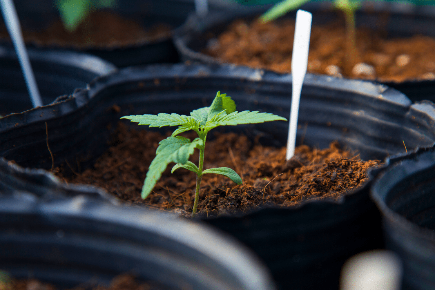 HOW TO GERMINATE CANNABIS SEEDS Seedbank Website Banner Germination Seedbank Website Banner Germination