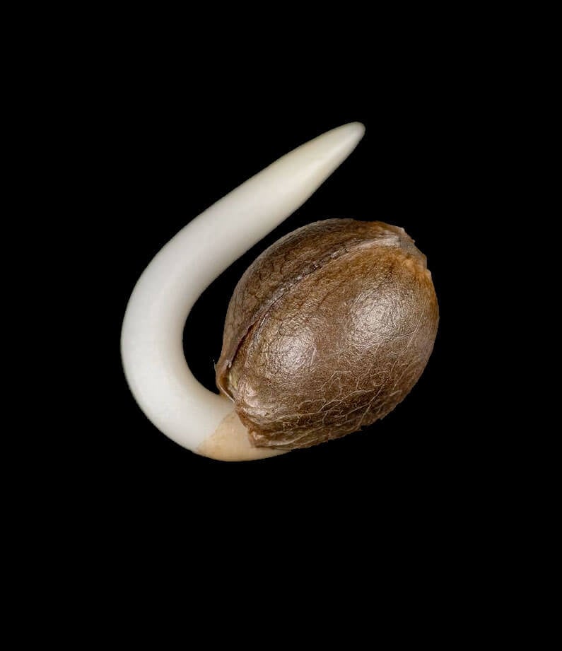 cannabis life cycle, weed seed germination, marijuana seedling stage, cannabis vegetative phase, flowering cannabis plants, harvesting marijuana, cannabis senescence, trichome development, photoperiod cannabis stages, cannabis plant growth stages, mature cannabis plants, complete cannabis life cycle guide, how long is the weed plant life cycle, cannabis growth stages from seed to harvest, step by step marijuana cultivation stages, what happens in cannabis senescence phase