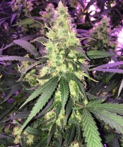 ak47 Autoflower-Samen, Cannabis-Samen, USA