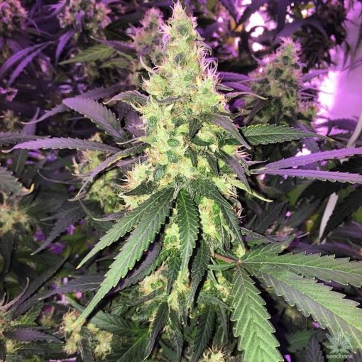 ak47 autoflower seeds cannabis seeds usa