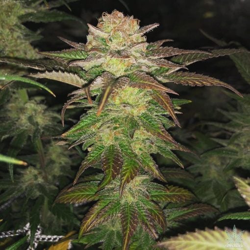 amnesia_haze_seeds_amnesia_cannabis_seeds