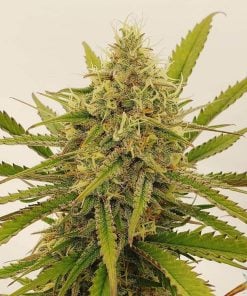 Amnesia Haze Seeds Semillas de Cannabis USA