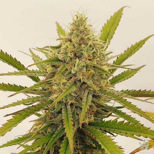 Amnesia Haze Seeds Semillas de Cannabis USA