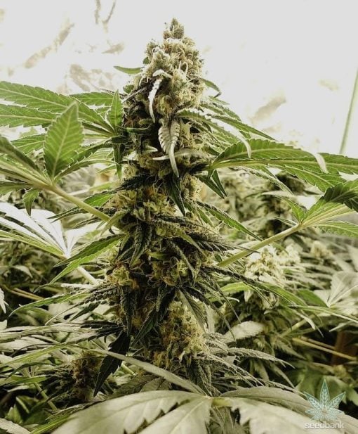 amnesia_haze_seeds_amnesia_weed_strain