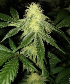 amnesia_haze_strain_amnesia_cannabis_seeds