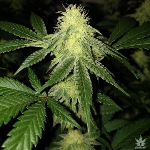amnesia_haze_strain_amnesia_cannabis_seeds