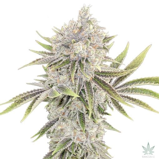 blue headband seeds