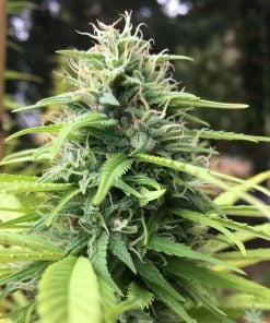 blue berry seeds feminized blueberry cannabis seeds usa