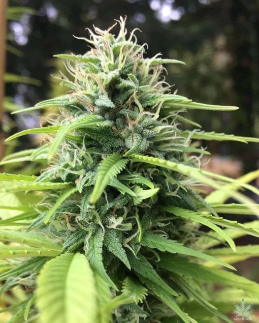 blue berry semillas feminizadas blueberry semillas de cannabis World Wide