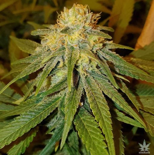 Blaubeersamen Autoflower USA