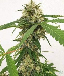 blueberry strain autoflower blueberry cannabis seeds usa