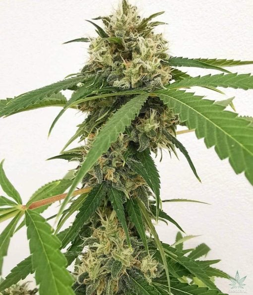 arándano cepa autofloreciente arándano semillas de cannabis World Wide