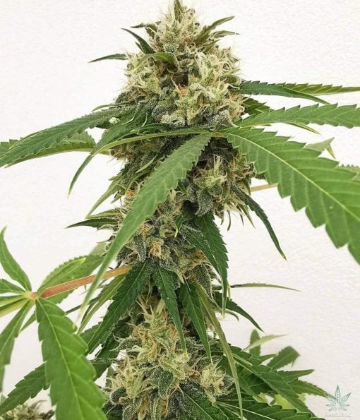 blueberry strain autoflower blueberry cannabis seeds usa