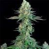 Bubblegum-Seeds-Cannabis-Sorte-USA