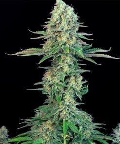 Bubblegum-Seeds-Cannabis-Sorte-USA