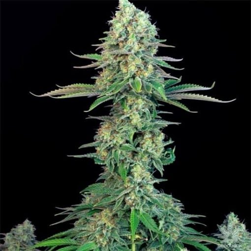 bubblegum-seeds-cannabis-strain-World Wide