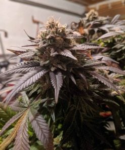 Semillas de cannabis cepa cbd white Widow