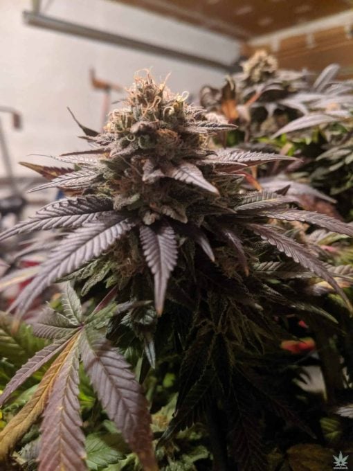 Semillas de cannabis cepa cbd white Widow