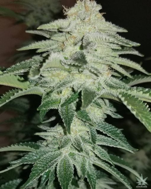 chemdog strain weed seeds usa