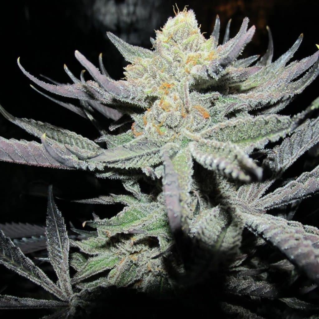 Green Crack Seeds Feminized Green Crack Strain Cannabis Seeds