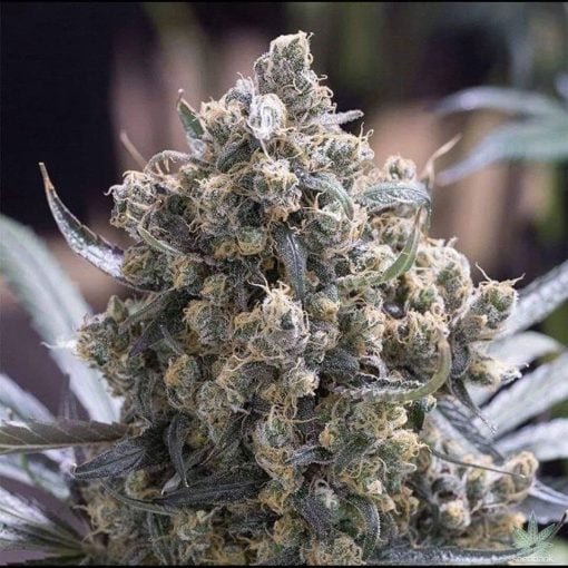 Semillas GSC variedad de galletas Girl Scouts