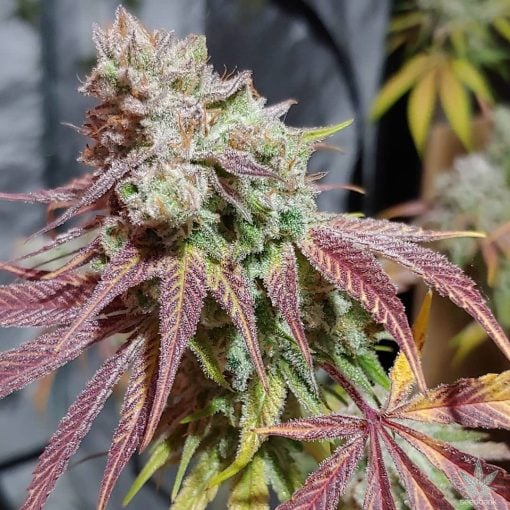 Semillas GSC variedad de galletas Girl Scouts