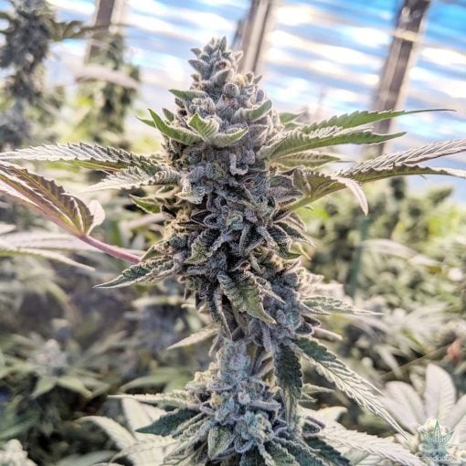 gsc seeds girl scout cookies marihuana strain