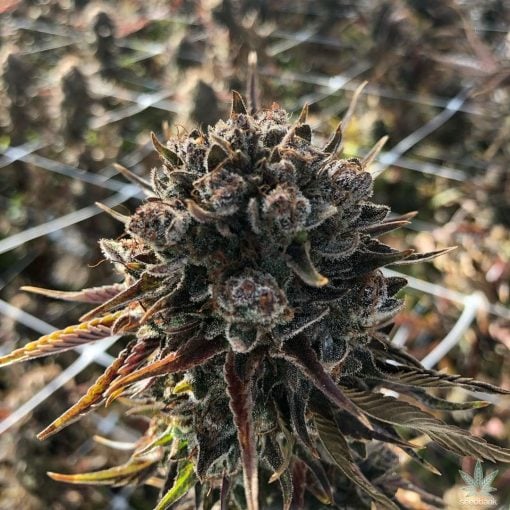 Pfadfinderinnen-Kekse Samen GSC Unkraut