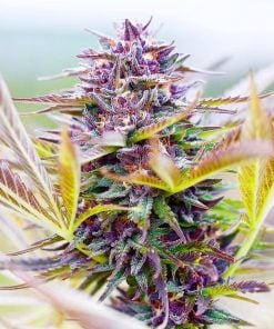 hindu kush seeds cannabis strain usa