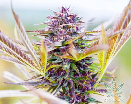 hindu kush seeds cannabis strain usa