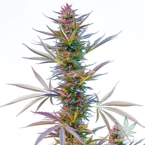 hindu kush seeds cannabis seeds