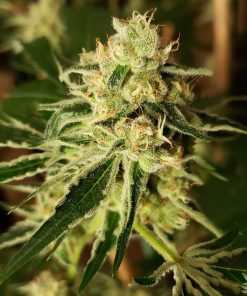 Autoflower-Samen der Cannabis-Sorte