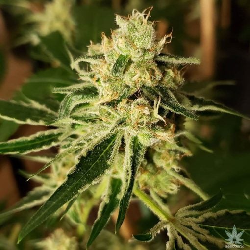 Autoflower-Samen Cannabis-Sorte