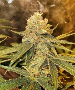 jack herer seeds usa