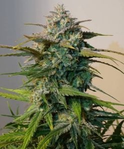 Jack Herer graines de cannabis