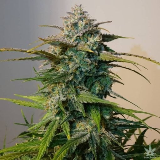 Jack Herer graines de cannabis