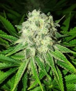 semillas de cepa de hierba jack herer