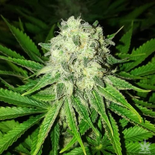 semillas de cepa de hierba jack herer