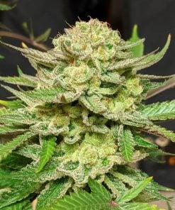 skunk_seeds_original_skunk_weed_strain