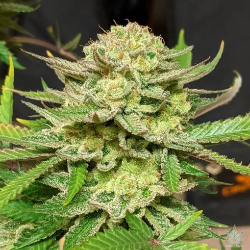 skunk_seeds_original_skunk_weed_variedad